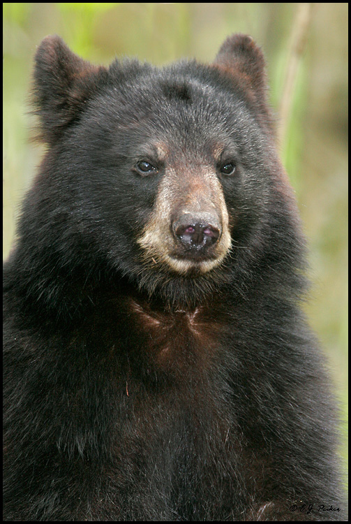 Black Bear, Orr, MN