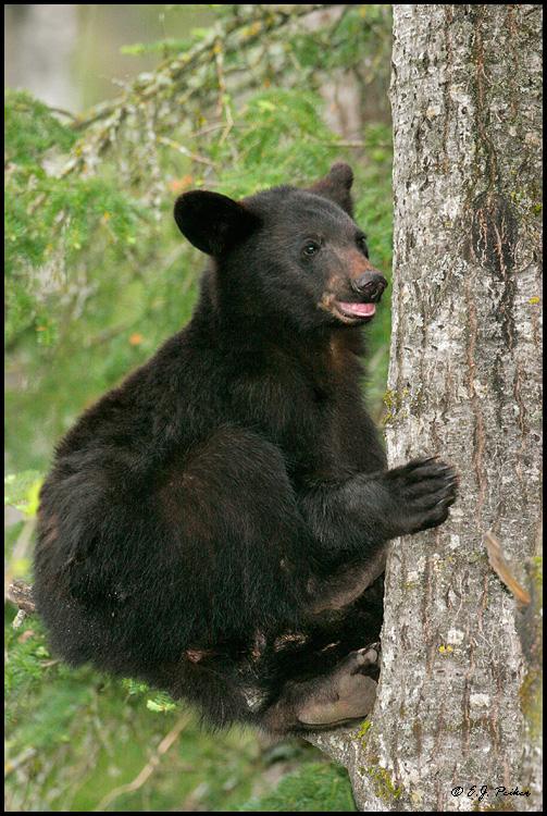 Black Bear, Orr, MN