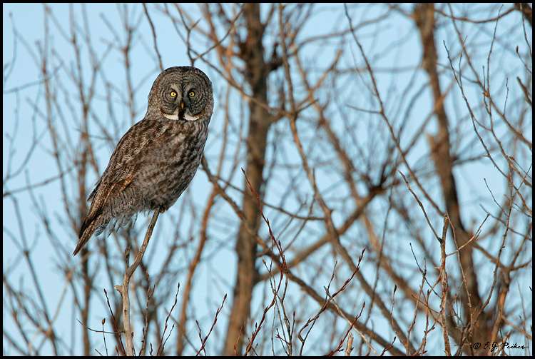 Great Gray Owl, Minnesota