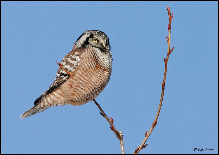 Northern Hawk Owl, Minnesota