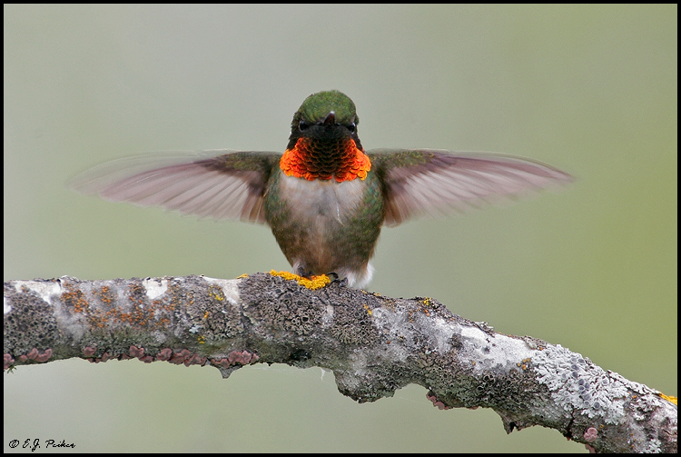 Ruby-throated Hummingbird, Orr, MN