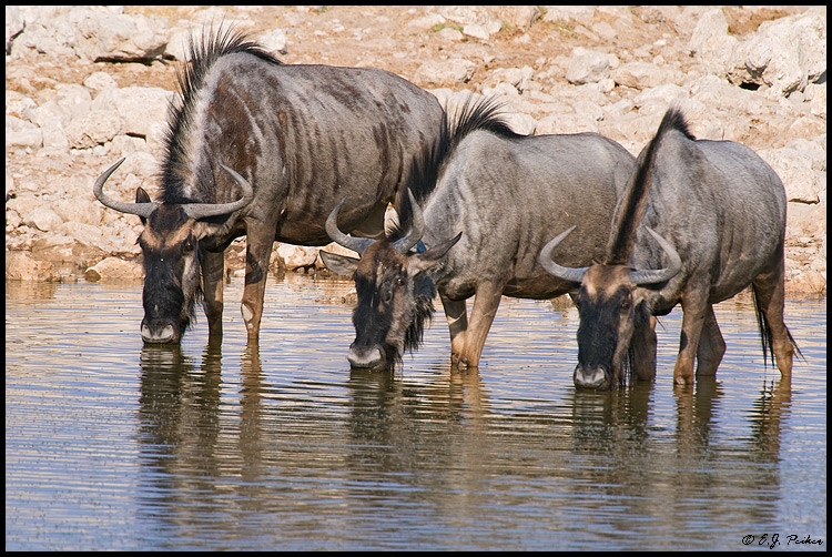 Blue Wildebeest (Blue Gnu), Namibia