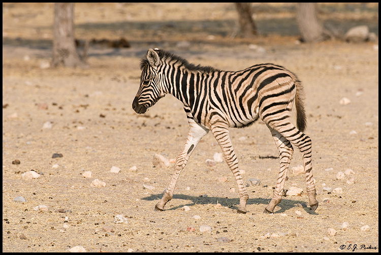 Burchell's Zebra, Namibia