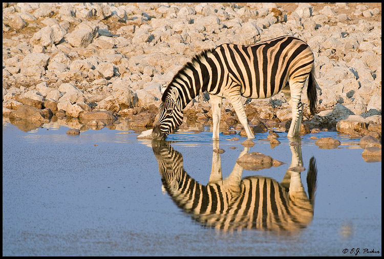 Burchell's Zebra, Namibia