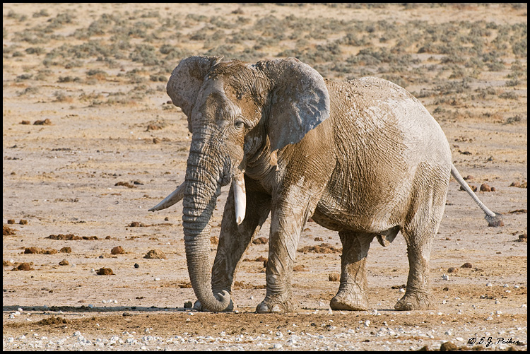 African Elephant, Namibia