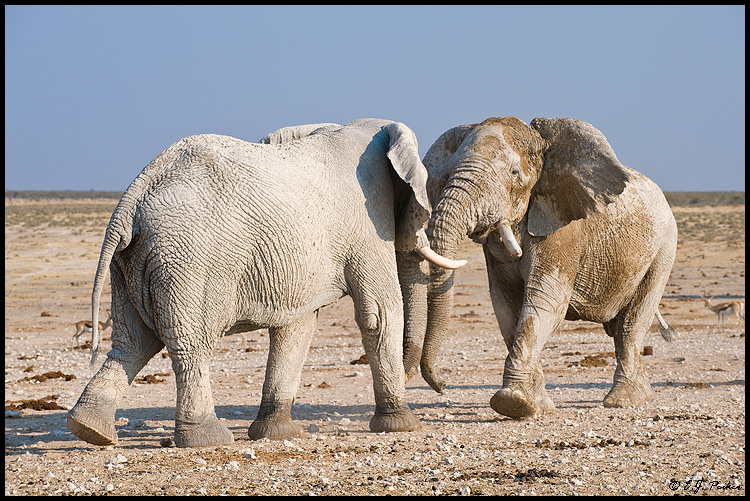 African Elephant, Namibia