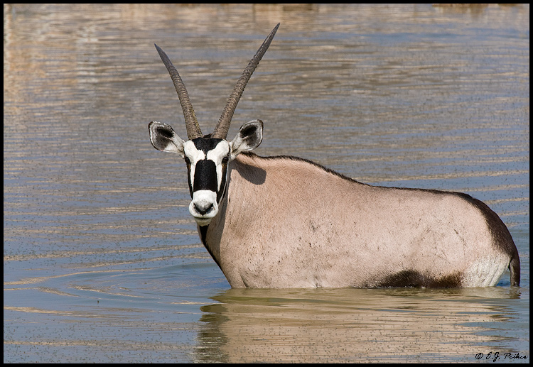 Oryx, Namibia