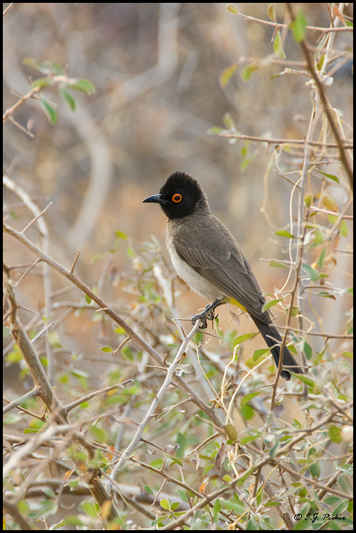 Red-eyed Bulbul, Namibia