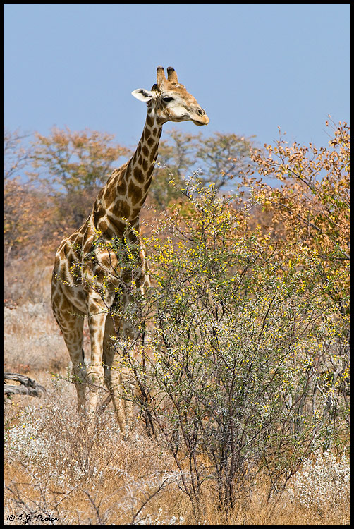 Southern Giraffe, Namibia
