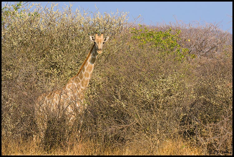 Southern Giraffe, Namibia
