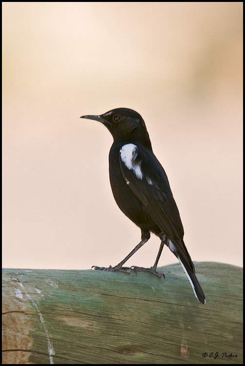 White-fronted Black Chat, Namibia
