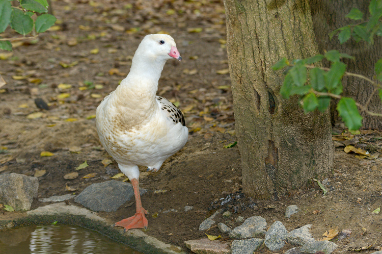 Andean Goose