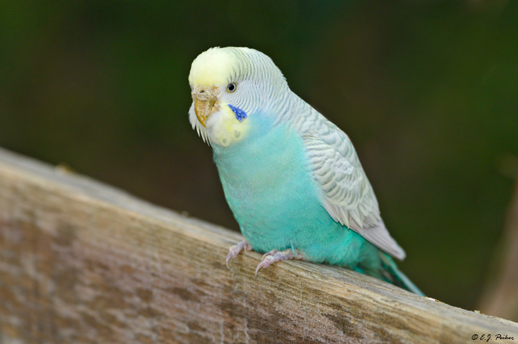 Budgerigar Parakeet