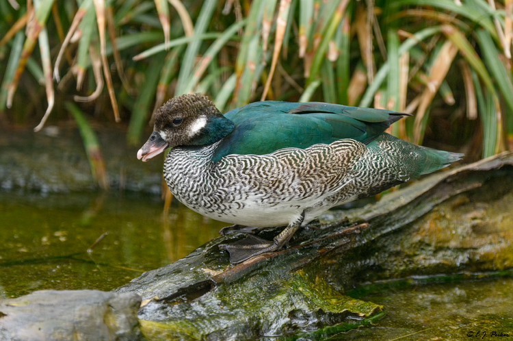 Green Pygmy Goose