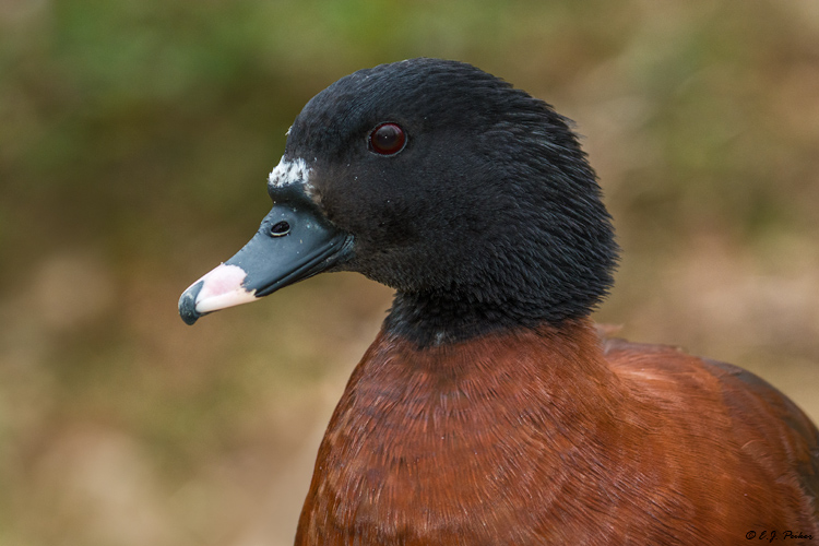 Hartlaub's Duck