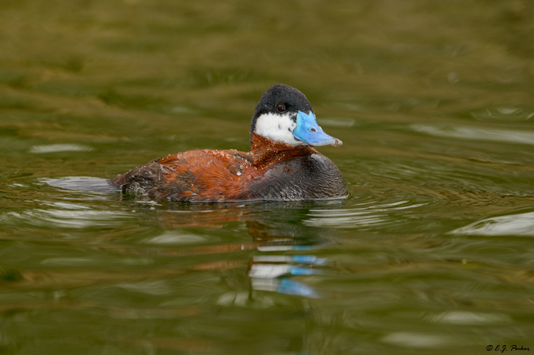 Ruddy Duck, Scotland Neck, NC
