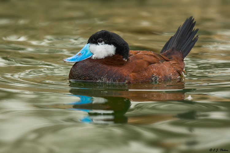 Ruddy Duck, Scotland Neck, NC