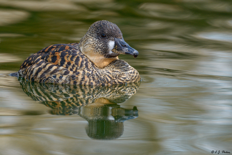 White-backed Duck