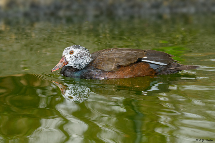White-winged Wood Duck