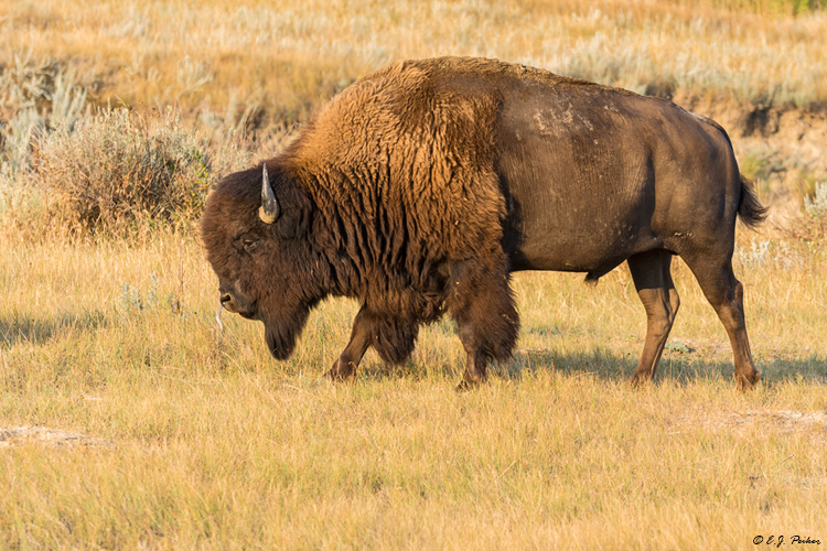 American Bison, Theodore Roosevelt NP, ND