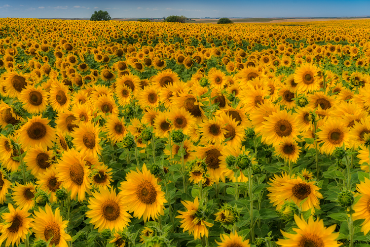 Sunflowers, ND