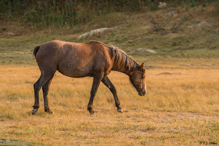 Wild Horse (Mustang), Theodore Roosevelt NP, ND