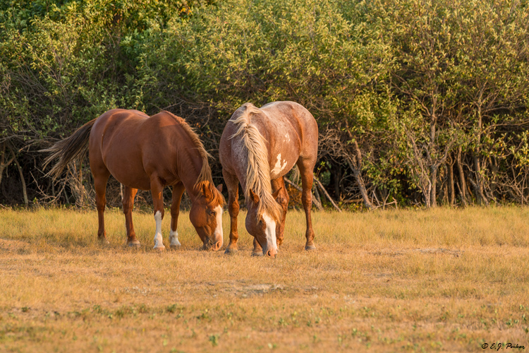 Wild Horse (Mustang), Theodore Roosevelt NP, ND