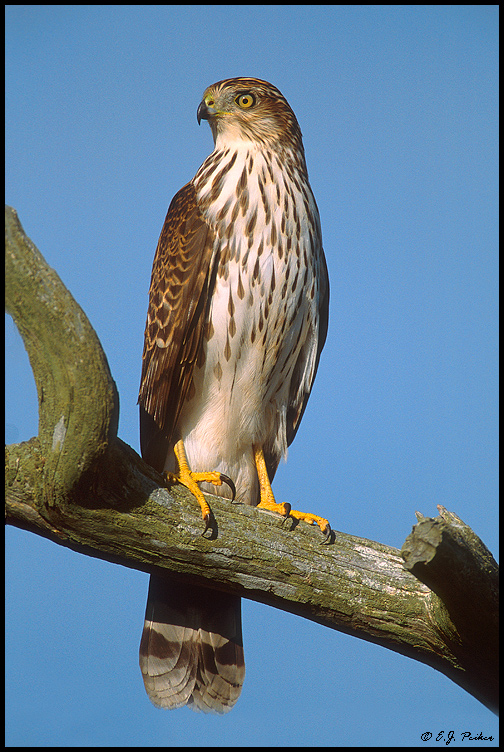 Cooper's Hawk, Cape May, NJ