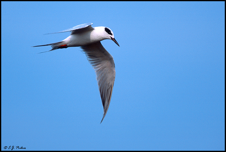 Forster's Tern, Cape May, NJ