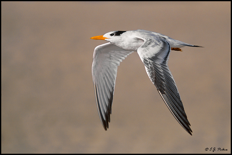 Royal Tern, Cape May, NJ