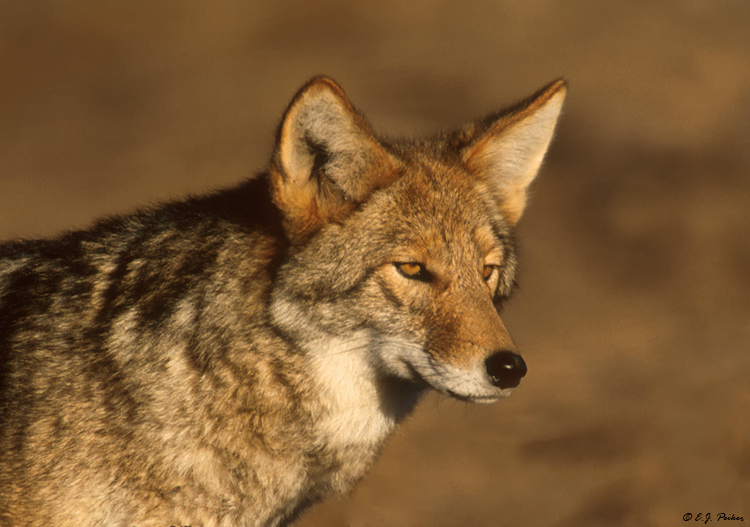 Coyote, Bosque del Apache NWR, NM