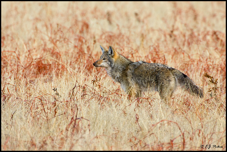 Coyote, Bosque del Apache NWR, NM