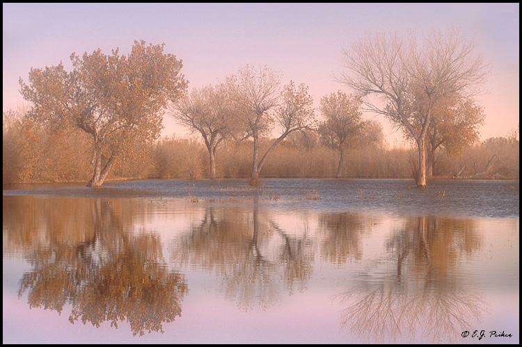 Bosque Foggy Reflections