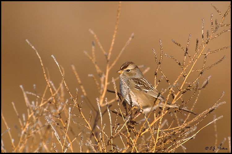 White-crowned Sparrow, Alamagordo, NM