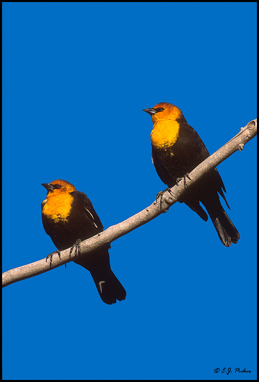 Yellow-headed Blackbird Pair