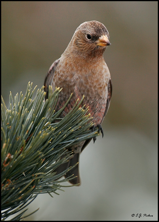 Brown-capped Rosy-Finch, Sandia Crest, NM