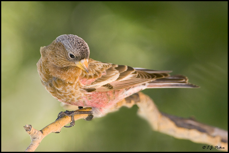 Brown-capped Rosy-Finch, Sandia Crest, NM