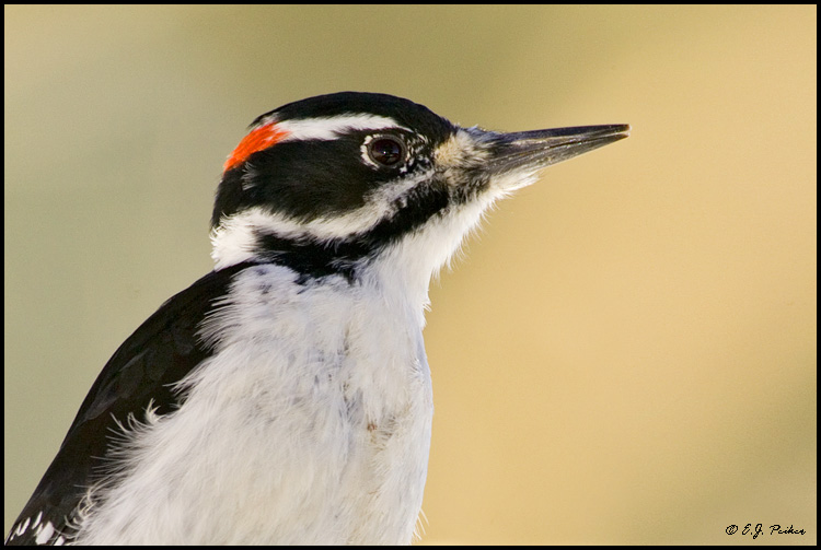 Hairy Woodpecker, Albuquerque, NM