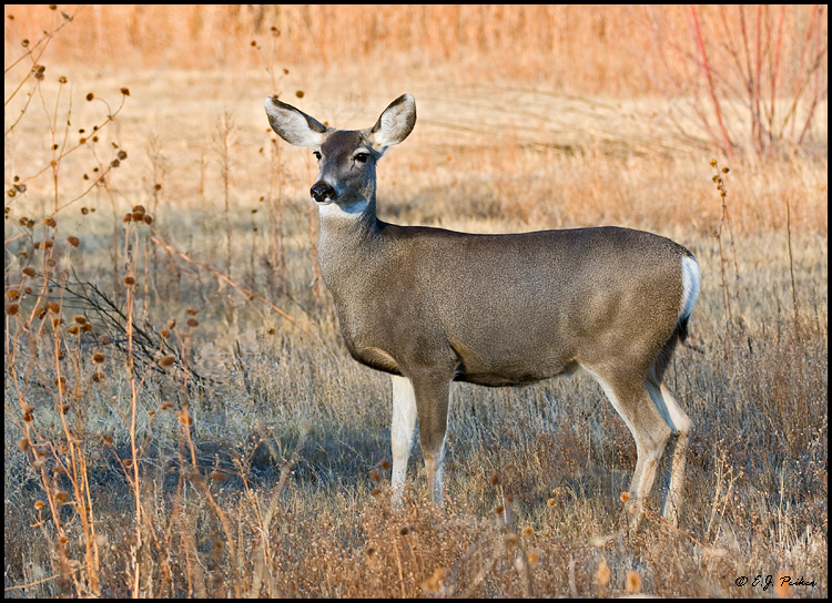Mule Deer, Bosque del Apache, NM