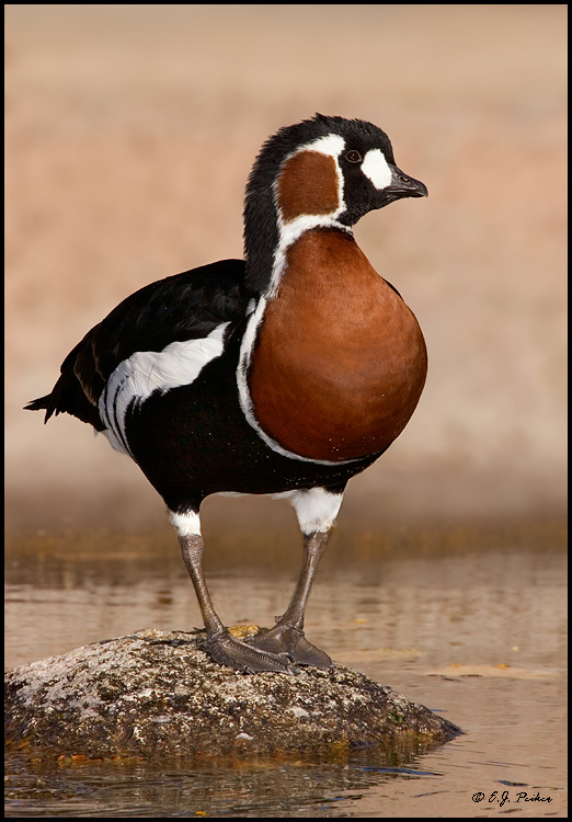 Red-breasted Goose, Albuquerque, NM