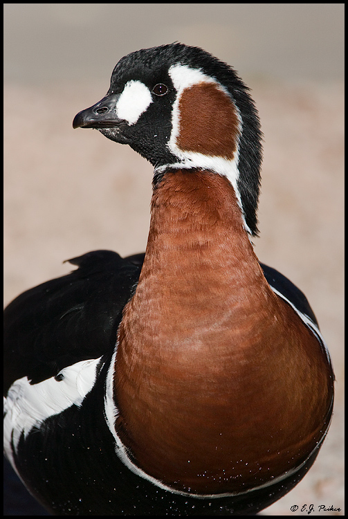 Red-breasted Goose, Albuquerque, NM
