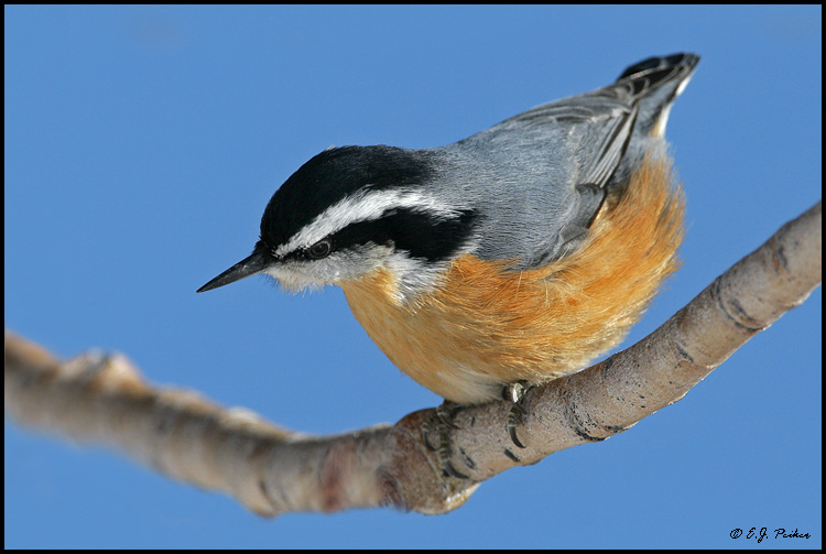 Red-breasted Nuthatch, Sandia Crest, NM