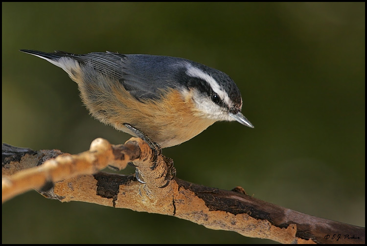 Red-breasted Nuthatch, Sandia Crest, NM