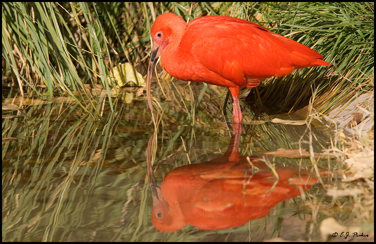 Scarlet Ibis, Albuquerque, NM