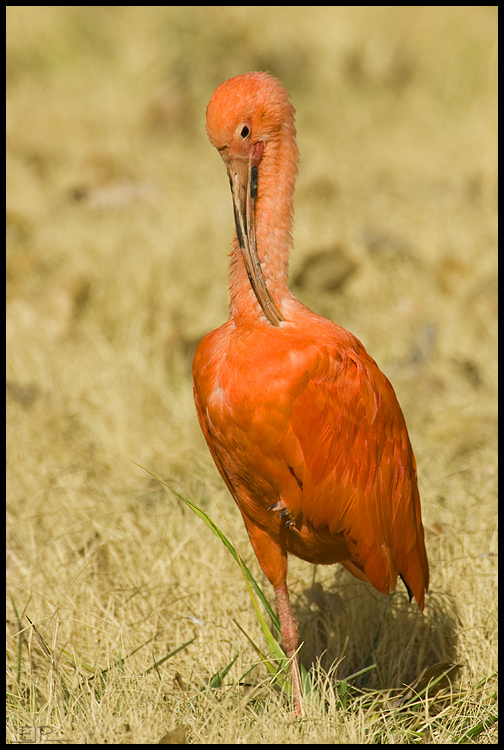 Scarlet Ibis, Albuquerque, NM