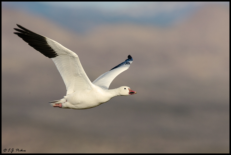 Snow Goose, Bosque del Apache NWR, NM