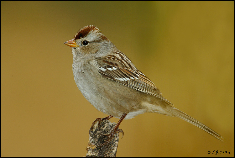 White-crowned Sparrow, Albuquerque, NM