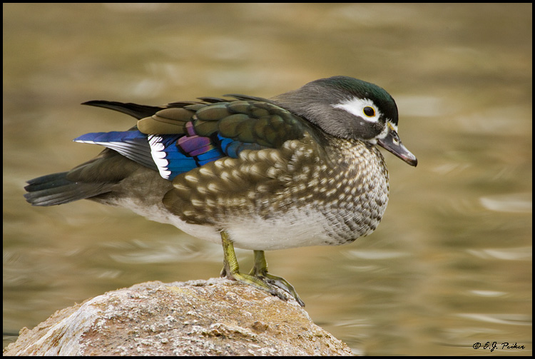Wood Duck, Albuquerque, NM