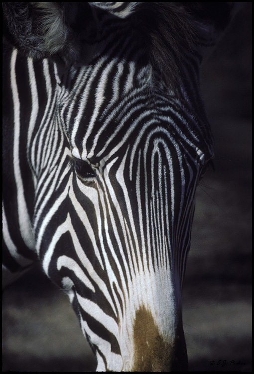 Grevy's Zebra, Albuquerque, NM
