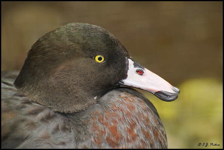 Blue Duck, New Zealand